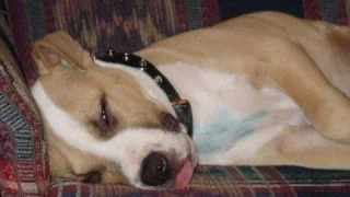 IF YOU LAUGH YOU LOSE THE CHALLENGE - These FUNNY SLEEPY DOGS will make your day!