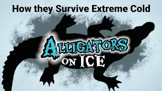 Alligators on ICE || How they Survive Extreme Cold. ❄️