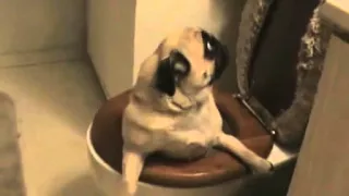 Hund in Toilette 😂😂😂