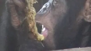 Chimpansee Ntui aan het eten.