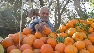 Цены на апельсины в Египте упали с началом сезона сбора урожая