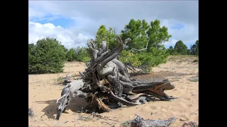 фотоработы В.Дранишникова "У природы нет плохой погоды..."