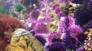 Exploring underwater in a tide pool (1)