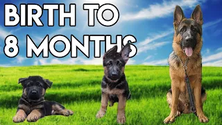 German Shepherd GROWING up - BIRTH to 8 MONTHS