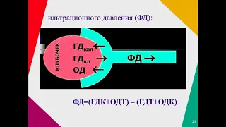 4 лекция по патофизиологии ТИПОВЫЕ ФОРМЫ НАРУШЕНИЯ МИКРОЦИРКУЛЯЦИИ