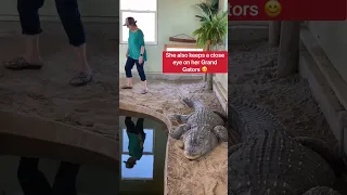 Who Feeds The Alligators While I’m In Africa? 🤔🐊 #shorts #alligator