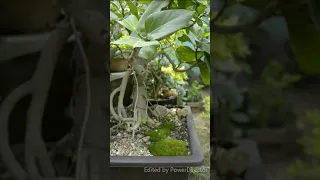 Ficus Benghalensis Bonsai