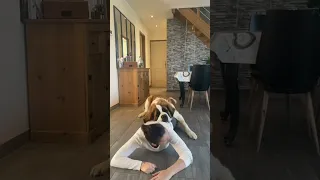 Never try pushups with a Saint Bernard 😂 #shorts #funnydogvideo #funnyshorts #dogshorts