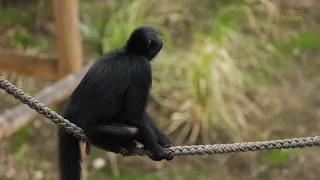 Première sortie des atèles noirs de Colombie... - Hors-Série "Beauval en Bref" Ep 3