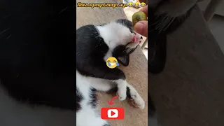 funniest cats Lemon prank! #catsoftiktok #cat #shorts Watch tell end!