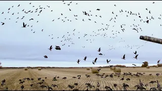 🔥 SASKATCHEWAN WATERFOWL FURY