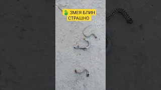 🐍 очень страшный вид я боюсь кто не боится от змея