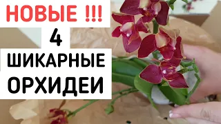 ПОТРЯСАЮЩИЕ ОРХИДЕИ почтой и что делать после получения | ОРХИДЕЯ orchids ФАЛЕНОПСИС orchid