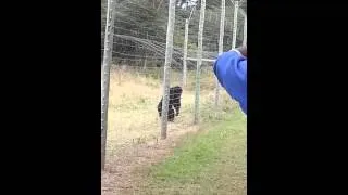 Monkey throws poop at person