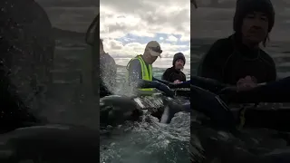 Beached whale volunteers rally together