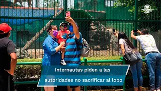 Tras ataque de lobo a niño, reabren zoológico de Neza