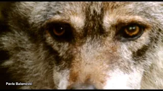 Lik remains a real proud wolf even after 18 years with me | Velebit | Croatia