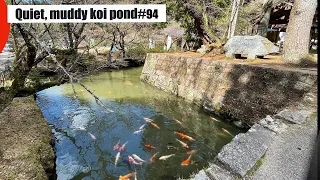 Quiet, muddy koi pond(Matsudaira, Toyota, Aichi)