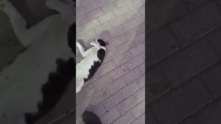 Drunk Cat | Funny | Dubai | Uae | very Cute