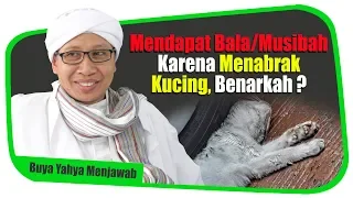 Mendapat Bala/Musibah Karena Menabrak Kucing, Benarkah ? -  Buya Yahya Menjawab