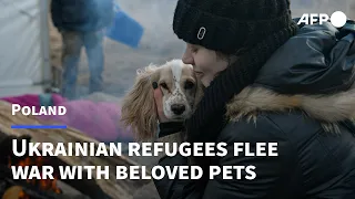 'We can't live without them': Ukrainian refugees flee with beloved pets | AFP
