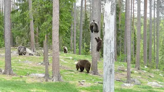 Bears the front of the Large Bear watching Hide.