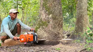 Stihl ms 881 chainsaw, cut down 2 trembesi trees behind the house.