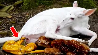 Camera Captured Deer Giving Birth To Her Fawn, Then something Amazing Happened.