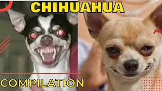 Funny chihuahua videos 🐶 Angry chihuahua compilation 2022 🐶 Funny chihuahua puppy videos