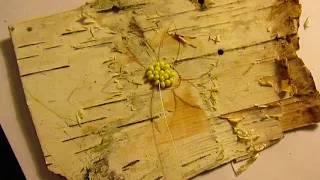 Beading on Birch Bark