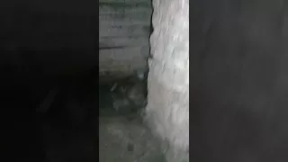 Нашли бомжа в подвале
