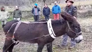 Utilizzo degli animali da lavoro nell'agricoltura di montagna