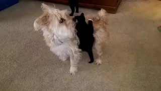 Kitten refuses to let go of dog