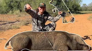 GIANT Pig Hunting With A BOW!! {Catch Clean Cook}