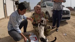 Mama cat hits her kitten during treatment because she wants food first.