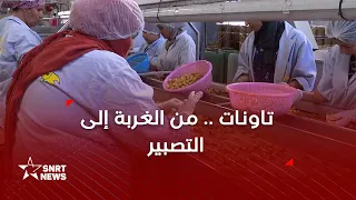 تاوريرت .. من الغربة إلى تصدير الزيتون