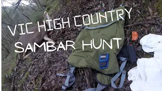 Sambar meat hunt Vic high country