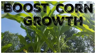 The Secret to Double Your Corn Growth