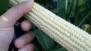 Найстійкіший гібрид кукурудзи в 2020 р. Огляд ГРАН 6. Часть 1