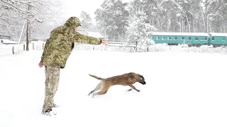 Тренування службових собак Державної прикордонної служби України