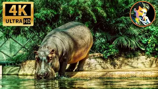 4K African Wildlife: Botswana & Okavango Delta 4K - Scenic Wildlife Film With Relaxing  Music