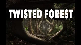 THE TWISTED FOREST /Processing with Intent