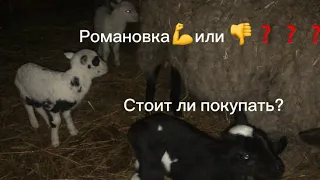 Выпаевает ли Романовская 🐑 3 ягнят?#Плюсы и минусы этой породы#стоит ли покупать Романовских овец?