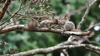 [4K] 子リス　Baby squirrels