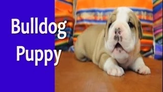 English Bulldog Puppy Learning To Walk