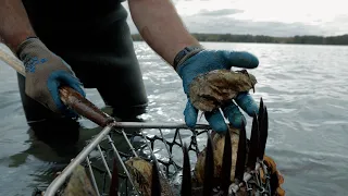 NH Oyster Growers: COVID Relief and Restoration