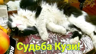 Кузина судьба. Маленькие пушистики котик Кузя и кот Чувачок. Чувачок пришёл с гулянки.