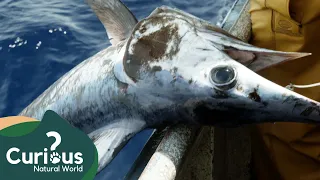 The Sharks Of Cocos Island | FULL EPISODE | Curious?: Natural World