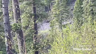 first Montana Black Bear