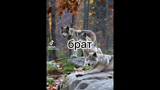 брат не обижайся     # shorts # #реки #ржач #приколы #волки